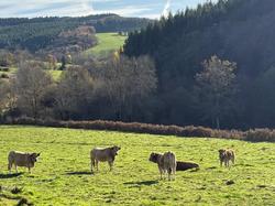  <a style='color: #fff;' href='/uploaded/photo/affoux-691611a5045e1.jpg'>(Télécharger)</a>