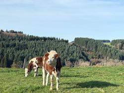  <a style='color: #fff;' href='/uploaded/photo/affoux-691611a50b1db.jpg'>(Télécharger)</a>