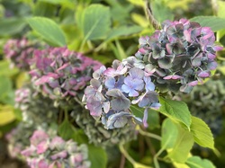  <a style='color: #fff;' href='/uploaded/photo/affoux-691618656542b.jpg'>(Télécharger)</a>