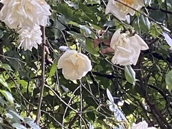  <a style='color: #fff;' href='/uploaded/photo/albigny-6629205f5c8ec.jpg'>(Télécharger)</a>