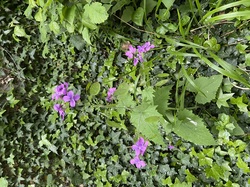  <a style='color: #fff;' href='/uploaded/photo/albigny-66292065bb060.jpg'>(Télécharger)</a>