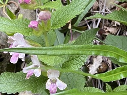  <a style='color: #fff;' href='/uploaded/photo/albigny-662920a36065f.jpg'>(Télécharger)</a>