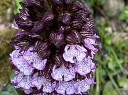  <a style='color: #fff;' href='/uploaded/photo/albigny-662920a41f7ea.jpg'>(Télécharger)</a>