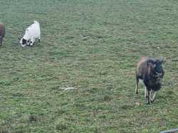  <a style='color: #fff;' href='/uploaded/photo/alix-65e9699225a55.jpg'>(Télécharger)</a>