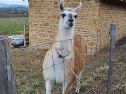  <a style='color: #fff;' href='/uploaded/photo/alix-65e969922d30a.jpg'>(Télécharger)</a>