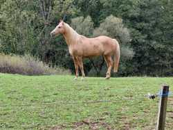  <a style='color: #fff;' href='/uploaded/photo/alix-670020d3850f3.jpg'>(Télécharger)</a>