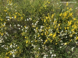  <a style='color: #fff;' href='/uploaded/photo/arbuisonnas-661fd47bca0d5.jpg'>(Télécharger)</a>