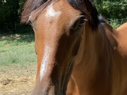  <a style='color: #fff;' href='/uploaded/photo/belle-journy-e-autour-d-aoeveux-64b7f9f757558.jpg'>(Télécharger)</a>