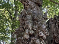  <a style='color: #fff;' href='/uploaded/photo/belle-journy-e-autour-d-aoeveux-64b7fa0d88f85.jpg'>(Télécharger)</a>