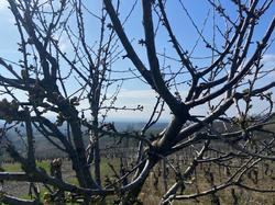  <a style='color: #fff;' href='/uploaded/photo/chaintr-67e585c78f7a7.jpg'>(Télécharger)</a>