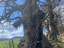  <a style='color: #fff;' href='/uploaded/photo/chaintr-67e585c7bdf9b.jpg'>(Télécharger)</a>