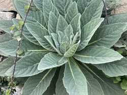  <a style='color: #fff;' href='/uploaded/photo/chaintr-67e5884fd5314.jpg'>(Télécharger)</a>