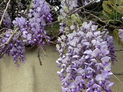  <a style='color: #fff;' href='/uploaded/photo/chasselay-6614136844bac.jpg'>(Télécharger)</a>