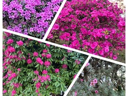  <a style='color: #fff;' href='/uploaded/photo/compostelle-641ad5debe0a9.jpg'>(Télécharger)</a>