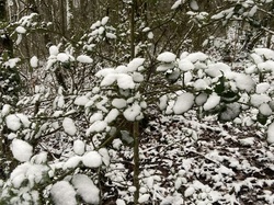  <a style='color: #fff;' href='/uploaded/photo/curis-659ec100a9ccf.jpg'>(Télécharger)</a>