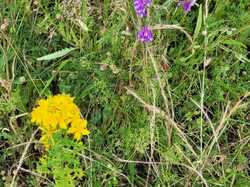  <a style='color: #fff;' href='/uploaded/photo/fleurie-du-ciel-bleu-y-l-orage-6688f486cf8eb.jpg'>(Télécharger)</a>