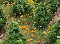  <a style='color: #fff;' href='/uploaded/photo/fleurie-du-ciel-bleu-y-l-orage-6688f487921d9.jpg'>(Télécharger)</a>