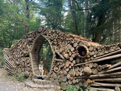  <a style='color: #fff;' href='/uploaded/photo/fory-t-de-la-cantiniy-re-66d6253eaa48f.jpg'>(Télécharger)</a>