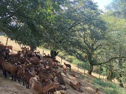  <a style='color: #fff;' href='/uploaded/photo/fory-t-de-la-cantiniy-re-66d6253eb6a34.jpg'>(Télécharger)</a>