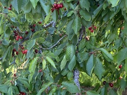  <a style='color: #fff;' href='/uploaded/photo/jarnioux-64806e47b8de9.jpg'>(Télécharger)</a>