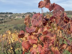  <a style='color: #fff;' href='/uploaded/photo/jarnioux-6914be3d989f0.jpg'>(Télécharger)</a>