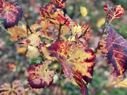  <a style='color: #fff;' href='/uploaded/photo/jarnioux-6914be410dfa6.jpg'>(Télécharger)</a>