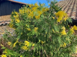  <a style='color: #fff;' href='/uploaded/photo/jarnioux-col-du-chene-cogny-633b2ac49486a.jpg'>(Télécharger)</a>