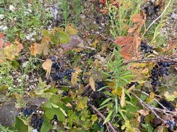  <a style='color: #fff;' href='/uploaded/photo/jarnioux-col-du-chene-cogny-633b2adf876fe.jpg'>(Télécharger)</a>