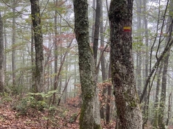  <a style='color: #fff;' href='/uploaded/photo/jarnioux-col-du-chene-cogny-633b2aefc3d72.jpg'>(Télécharger)</a>