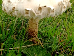  <a style='color: #fff;' href='/uploaded/photo/jarnioux-col-du-chene-cogny-633b36007dcc0.jpg'>(Télécharger)</a>