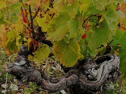  <a style='color: #fff;' href='/uploaded/photo/jarnioux-col-du-chene-cogny-633b363ac1640.jpg'>(Télécharger)</a>