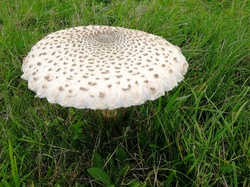  <a style='color: #fff;' href='/uploaded/photo/jarnioux-col-du-chene-cogny-633b36e56b659.jpg'>(Télécharger)</a>