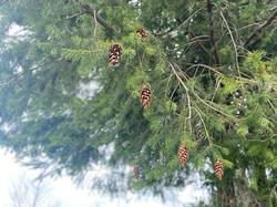  <a style='color: #fff;' href='/uploaded/photo/journy-e-lac-de-cublize-65f336635c4bd.jpg'>(Télécharger)</a>