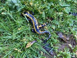  <a style='color: #fff;' href='/uploaded/photo/les-ponts-taret-636d2f18ad51d.jpg'>(Télécharger)</a>