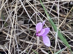  <a style='color: #fff;' href='/uploaded/photo/pollionnay-66e315dac2ca5.jpg'>(Télécharger)</a>