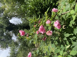  <a style='color: #fff;' href='/uploaded/photo/pollionnay-66e315e7dd7f5.jpg'>(Télécharger)</a>