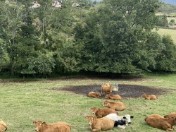  <a style='color: #fff;' href='/uploaded/photo/pollionnay-66e315ea33e7e.jpg'>(Télécharger)</a>