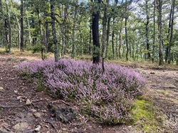  <a style='color: #fff;' href='/uploaded/photo/pollionnay-66e315eae2798.jpg'>(Télécharger)</a>