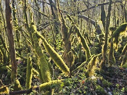  <a style='color: #fff;' href='/uploaded/photo/poncin-69288ef8b8358.jpg'>(Télécharger)</a>