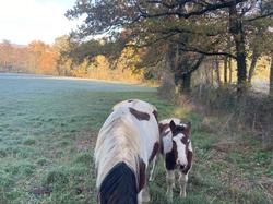  <a style='color: #fff;' href='/uploaded/photo/rando-et-resto-du-29-nov-656769f946777.jpg'>(Télécharger)</a>