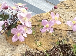  <a style='color: #fff;' href='/uploaded/photo/rando-theize-6449561bc7bb0.jpg'>(Télécharger)</a>