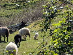  <a style='color: #fff;' href='/uploaded/photo/rando-y-cenves-19-kms-et-700m-sous-un-chaud-soleil-69d7d4ac8b595.jpg'>(Télécharger)</a>