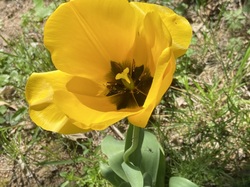  <a style='color: #fff;' href='/uploaded/photo/rando-y-cenves-19-kms-et-700m-sous-un-chaud-soleil-69d7ddfd9595e.jpg'>(Télécharger)</a>