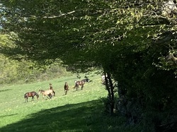  <a style='color: #fff;' href='/uploaded/photo/rando-y-cenves-19-kms-et-700m-sous-un-chaud-soleil-69d7de4519091.jpg'>(Télécharger)</a>