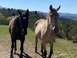  <a style='color: #fff;' href='/uploaded/photo/rando-y-cenves-19-kms-et-700m-sous-un-chaud-soleil-69d7de4631917.jpg'>(Télécharger)</a>