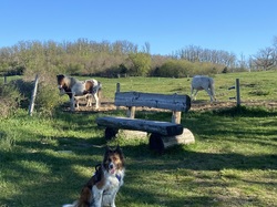  <a style='color: #fff;' href='/uploaded/photo/rando-y-cenves-19-kms-et-700m-sous-un-chaud-soleil-69d7debe464ca.jpg'>(Télécharger)</a>