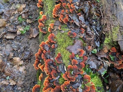  <a style='color: #fff;' href='/uploaded/photo/randonny-e-au-dy-part-de-fleurieu-12-kms-250-m-de-dy-nively-676a8b4104b6e.jpg'>(Télécharger)</a>