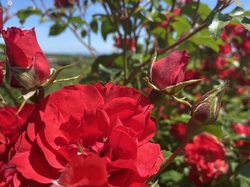  <a style='color: #fff;' href='/uploaded/photo/regnie-durette-666b0afde6bae.jpg'>(Télécharger)</a>