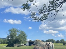  <a style='color: #fff;' href='/uploaded/photo/regnie-durette-666b0afe44528.jpg'>(Télécharger)</a>