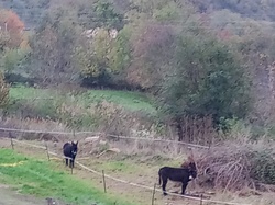  <a style='color: #fff;' href='/uploaded/photo/rivolet-673509613fe7b.jpg'>(Télécharger)</a>